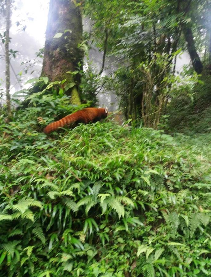 Lama Hotel - Cafe De Himalaya Lukla Exteriör bild
